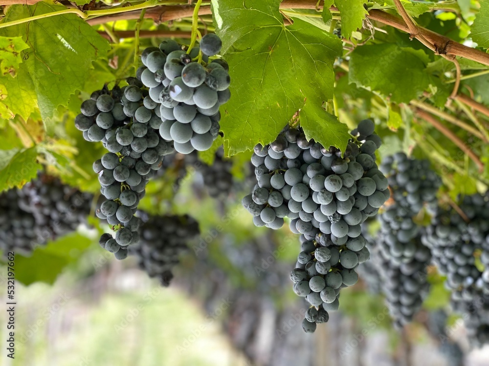 Uva nera per un buon vino rosso