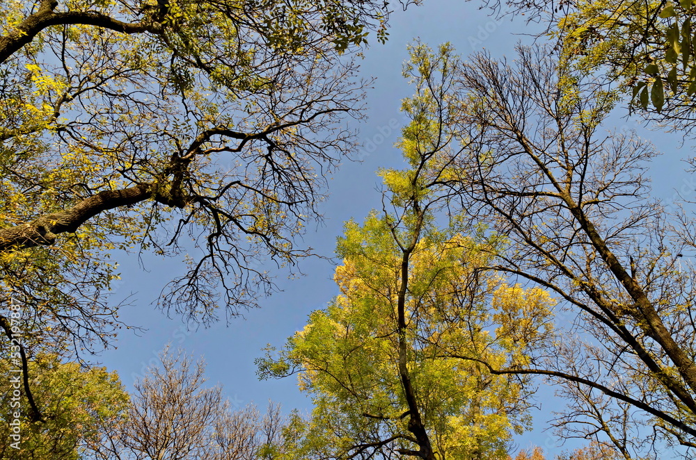 View of the tops of a colorful autumn forest with beautiful branched trees with lots of yellow, green and brown leaves, Sofia, Bulgaria View of the tops of a colorful autumn forest with beautiful branched trees with lots of yellow, green and brown leaves, Sofia, Bulgaria