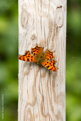 A Comma butterfly (Polygonia c-album), with characteristic orange and black notched wings, resting on a wooden post in a garden.
