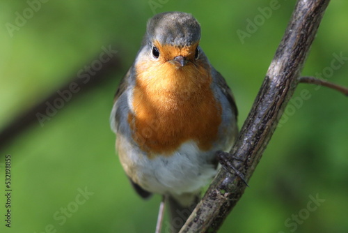 Canvas Print A Robin Redbreast sitting on a small branch of a tree