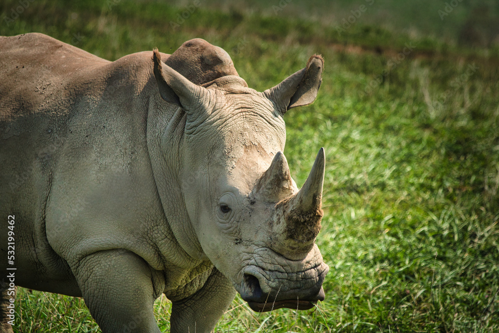 Obraz premium rhino in the wild