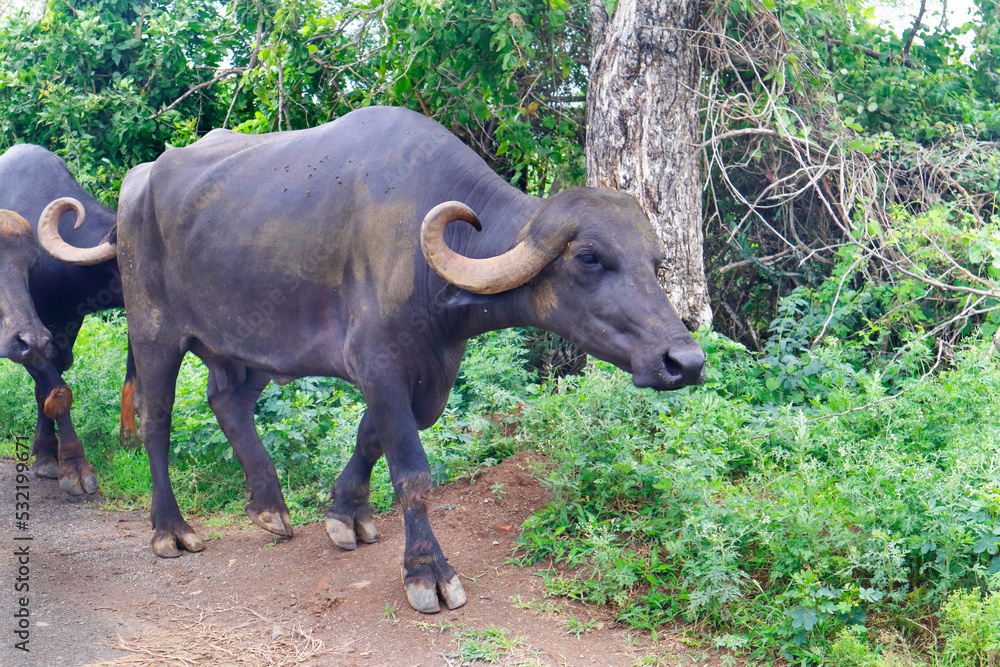 Obraz premium life go by in the countryside Indian buffalo in gir national park, India. Water Buffalo Like Resting Under The tree. in the Indian subcontinent. walking in country said.