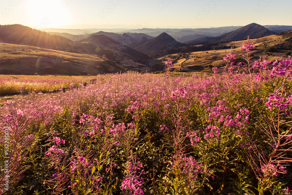 Fototapeta premium paysage du parc naturel des Monts d'ardèche dans la région des sucs à l'aube en été