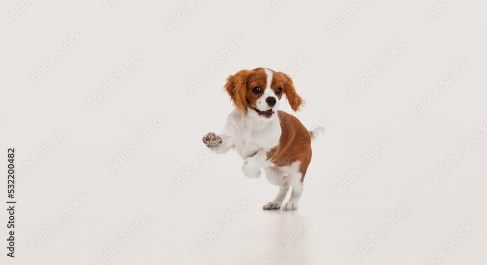 Portrait of cute dog of Cavalier King Charles Spaniel cheerfully jumping in a run isolated over white studio background