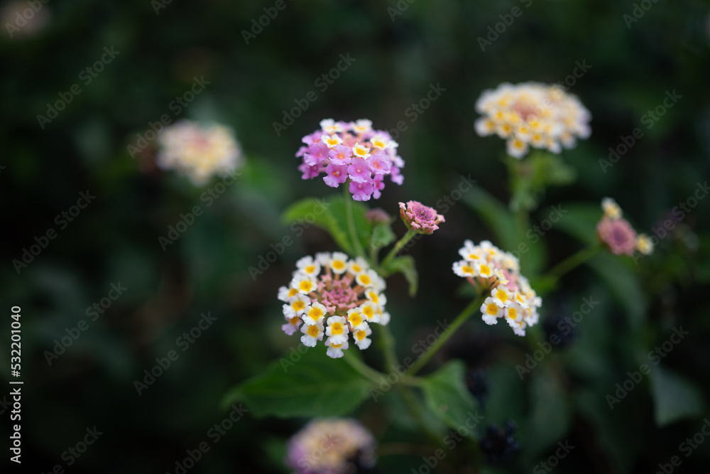 lantana aculeata white, yeallow and pink flowers on dark green leaves background lantana aculeata white, yeallow and pink flowers on dark green leaves background