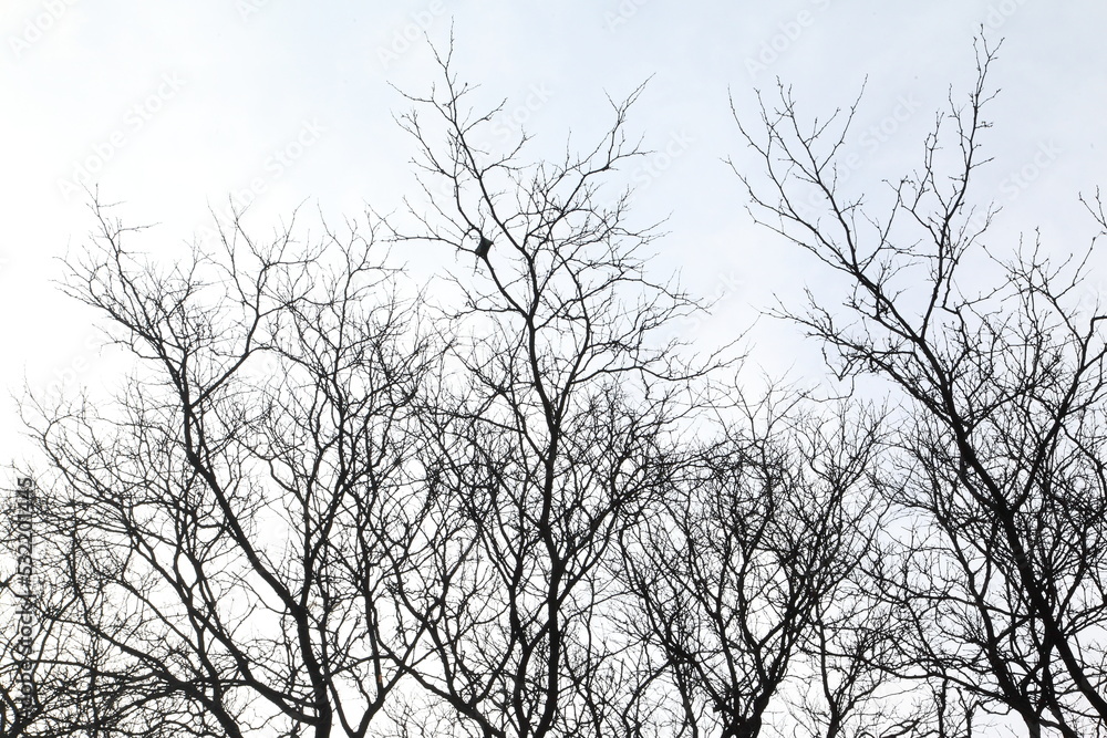 Photo silhouettes of tree branches on a blue sky background Photo silhouettes of tree branches on a blue sky background