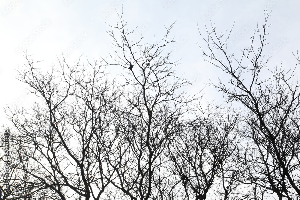 Photo silhouettes of tree branches on a blue sky background