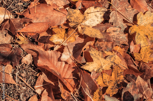 Fallen orange leaves lie on the ground. Autumn foliage.