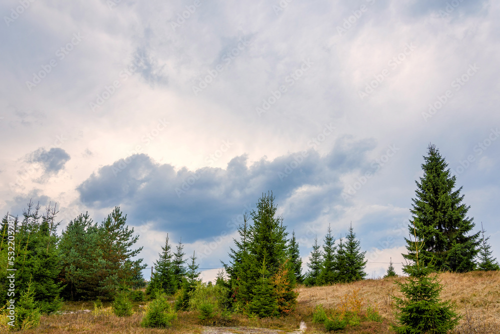Junger Wald mit Wolkenlandschaft im Erzgebirge bei Prebuz (Frühbuss)