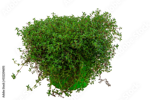 Isolated potted thyme herb plant
