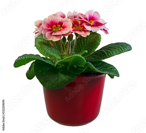 Obraz na płótnie Closeup of an isolated pink primrose flower in a flowerpot w salonie