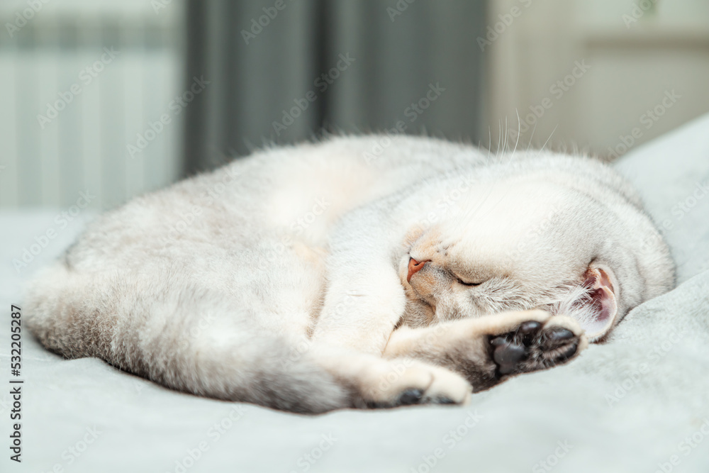 British Shorthair cat sleeps on a gray bedspread. British Shorthair cat sleeps on a gray bedspread.