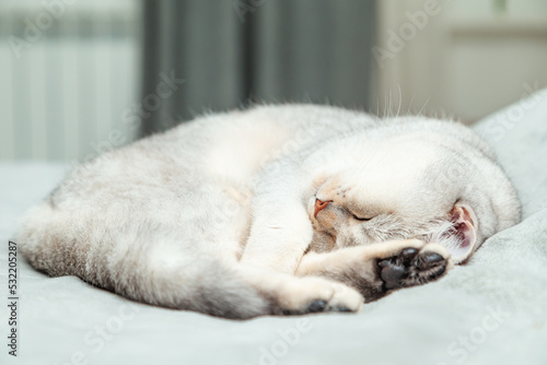 British Shorthair cat sleeps on a gray bedspread.