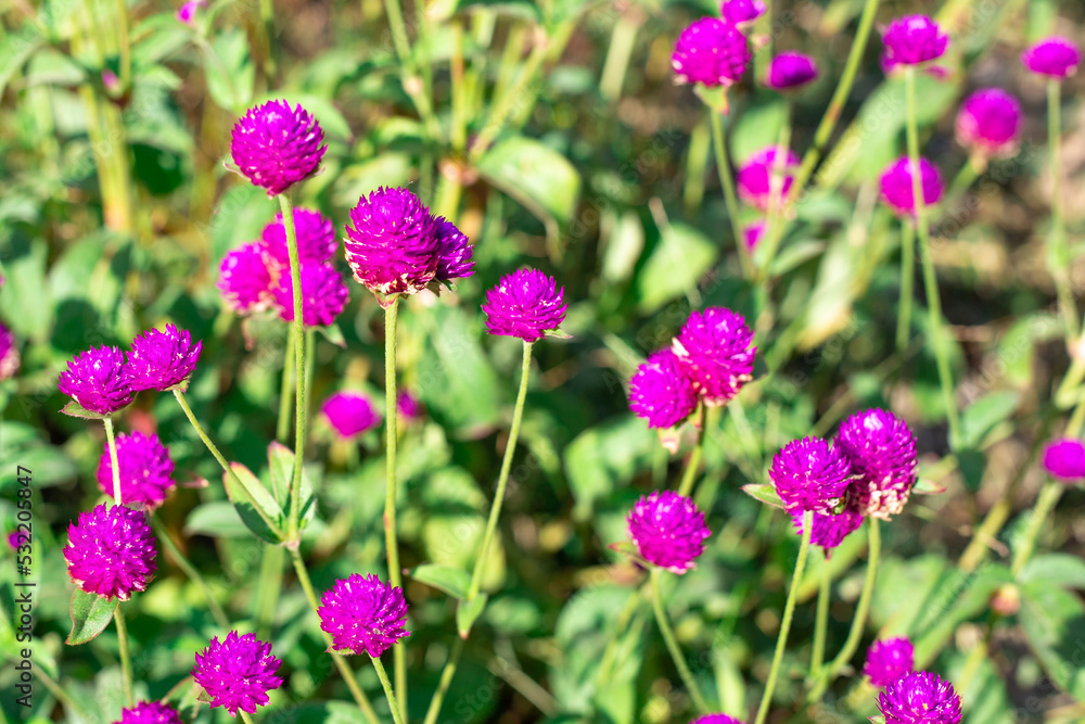 Pink bright flowers of Gomphrena globular in the garden on a summer sunny day. Landscaping and beauty of flower beds. Selective focus Pink bright flowers of Gomphrena globular in the garden on a summer sunny day. Landscaping and beauty of flower beds. Selective focus