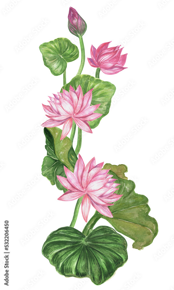 Watercolor hand drawn composition blooming lotus.