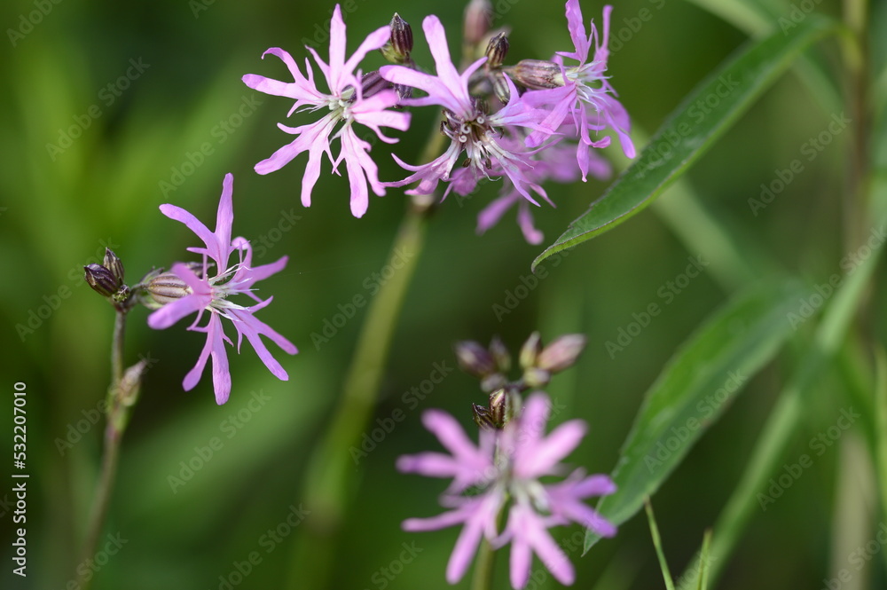 Closeup Silene flos-cuculi commonly called ragged-robin with blurred backgroung in summer meadow Closeup Silene flos-cuculi commonly called ragged-robin with blurred backgroung in summer meadow