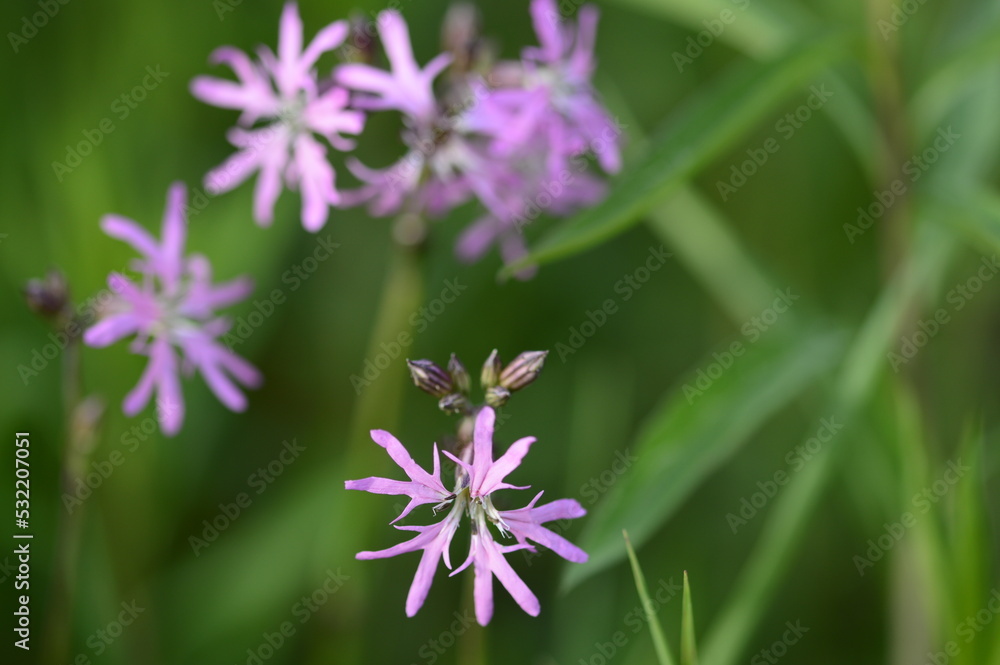 Closeup Silene flos-cuculi commonly called ragged-robin with blurred backgroung in summer meadow Closeup Silene flos-cuculi commonly called ragged-robin with blurred backgroung in summer meadow