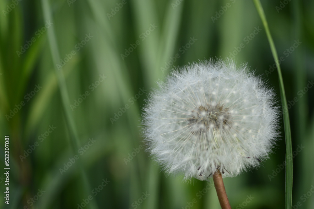 Closeup Taraxacum officinale known as dandelion in blowball stage with blurred backgroung in summer time Closeup Taraxacum officinale known as dandelion in blowball stage with blurred backgroung in summer time