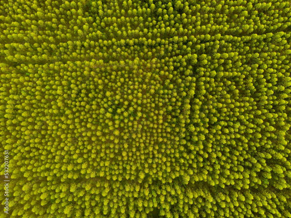 Aerial shot of forest nature landscape Aerial shot of forest nature landscape