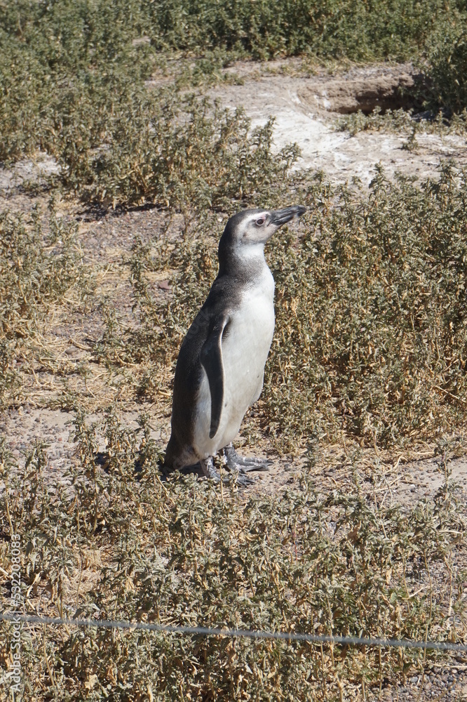 Fototapeta premium Puerto Madryn