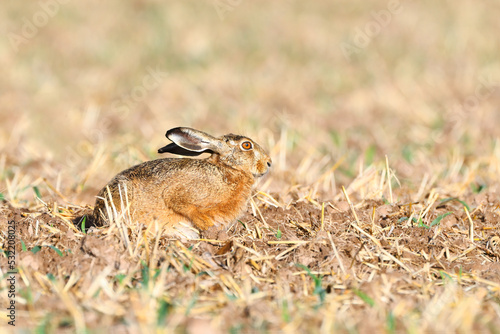 One single rabbit in the field in the early morning © Hajakely