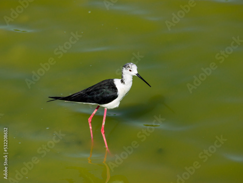 Cavaliere D'italia, birds of areas with a tropical climate