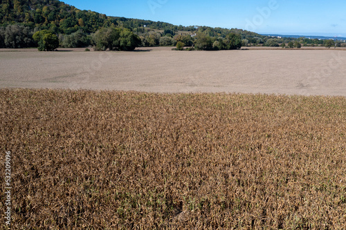 Champ de maïs sous la sécheresse en Normandie le 21 septembre 2022