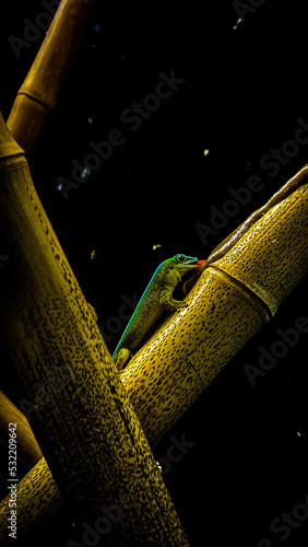 Plakat reptile