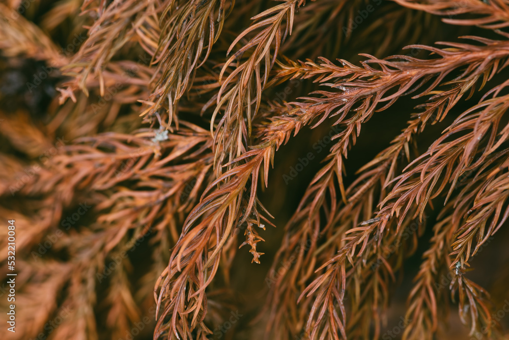 Dry brown branch of Christmas tree. Autumn background of dry fir branches, Christmas brown spruce branches, Christmas tree fir branches Dry brown branch of Christmas tree. Autumn background of dry fir branches, Christmas brown spruce branches, Christmas tree fir branches