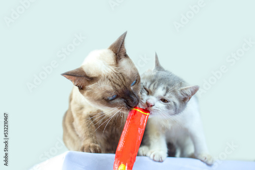 Two cats eating snacks on blue background. Cat using tongue to lick red envelope cat treats.Cats eat delicious snacks.