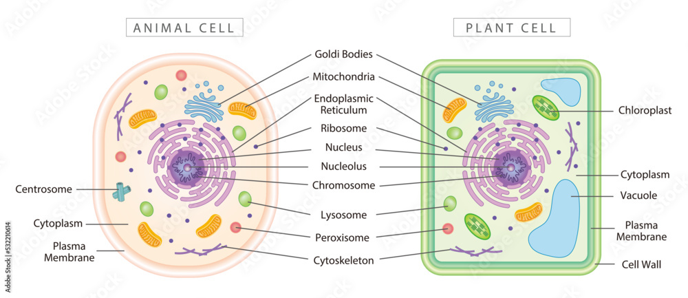 Which Best Compares Plant And Animal Cells Comparison of animal and plant cells, simple diagram best for