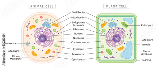 Vászonkép Comparison of animal and plant cells, simple diagram best for educational materials, marketing materials