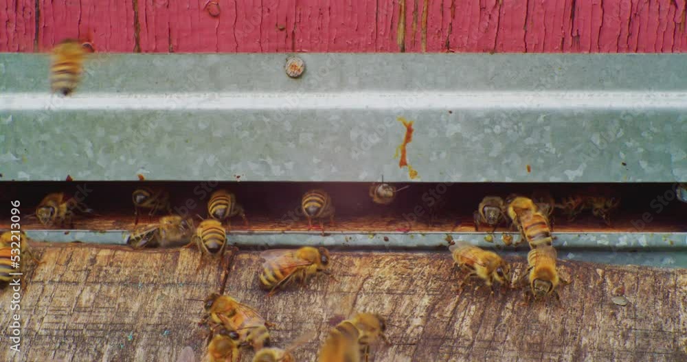 beekeeping.bees crawling in and around the hive entering slot. Hardworking insects return to their home.Close up. beekeeping.bees crawling in and around the hive entering slot. Hardworking insects return to their home.Close up.