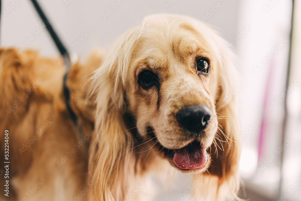 Obraz premium Dog care. The master guides the shape of the head with scissors.