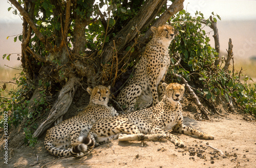 Gu  pard  cheetah  Acinonyx jubatus  Parc national de Masai Mara  Kenya