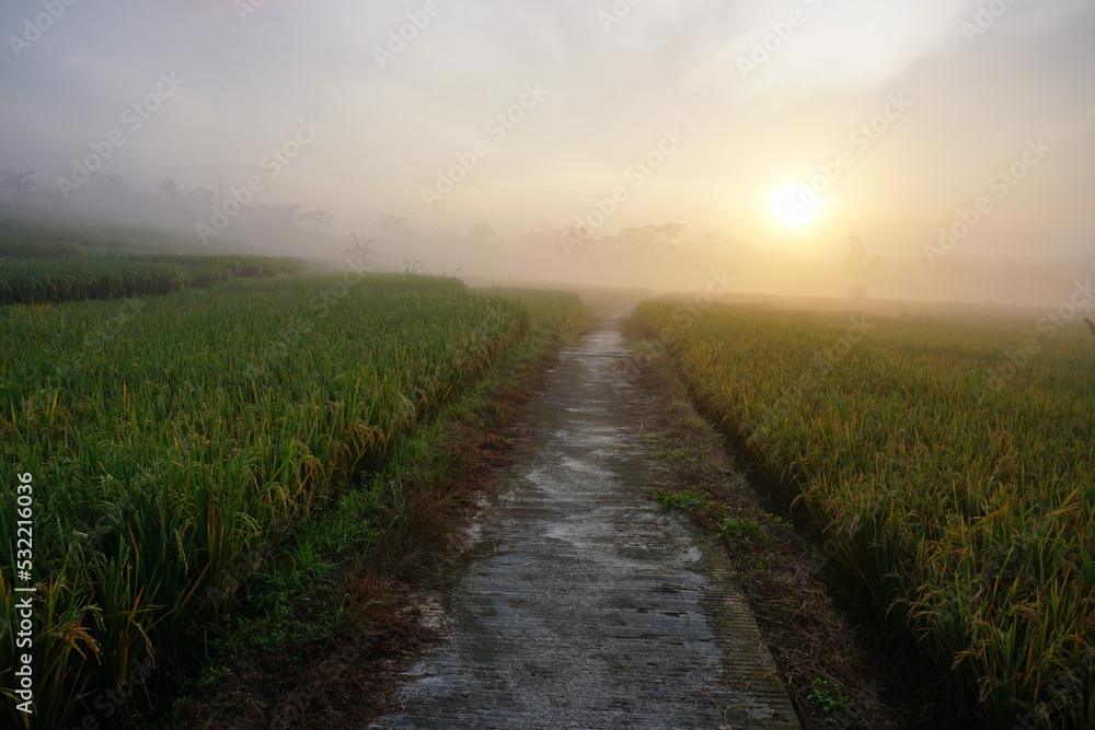 Sunrise of Rural terraced paddy field scenery with fogs. Perfect for natural background or wallpaper. Sunrise of Rural terraced paddy field scenery with fogs. Perfect for natural background or wallpaper.