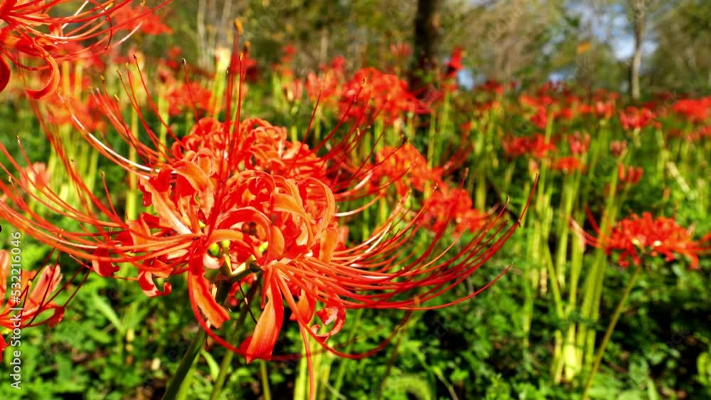 Red spider lily or cluster amaryllis flowers blooming in the blue sky in autumn or fall, Outdoor or travel background, Higanbana or Lycoris Red spider lily or cluster amaryllis flowers blooming in the blue sky in autumn or fall, Outdoor or travel background, Higanbana or Lycoris
