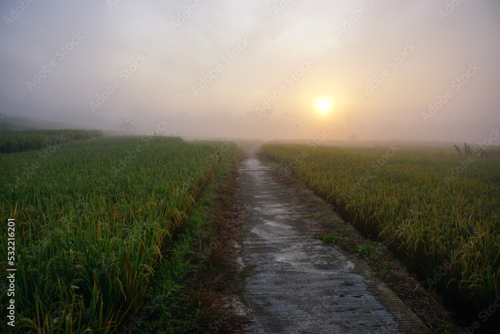 Sunrise of Rural terraced paddy field scenery with fogs.  Perfect for natural background or wallpaper. 