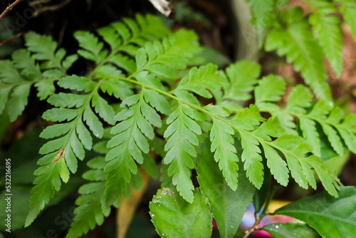 Phylum Pterophyta Ferns in a forest. Selective focus.