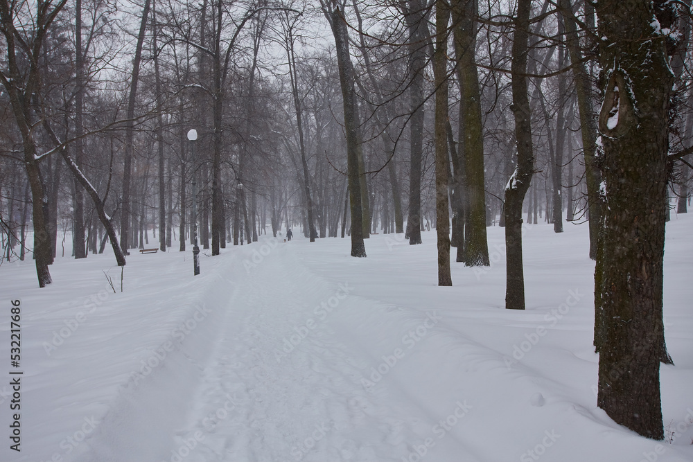 Winter, forest, snow. Snow-covered pine forest, trees in the snow, a beautiful winter landscape.