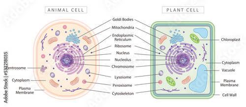 Stampa su tela Comparison of animal and plant cells, simple diagram best for educational materials, marketing materials