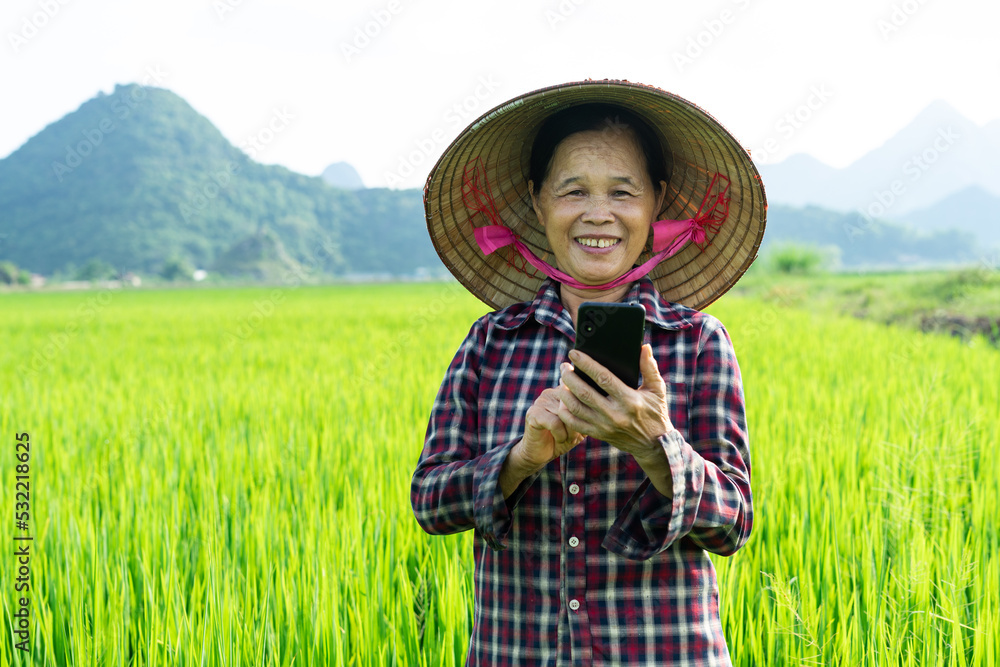 Farmer woman in the rice field