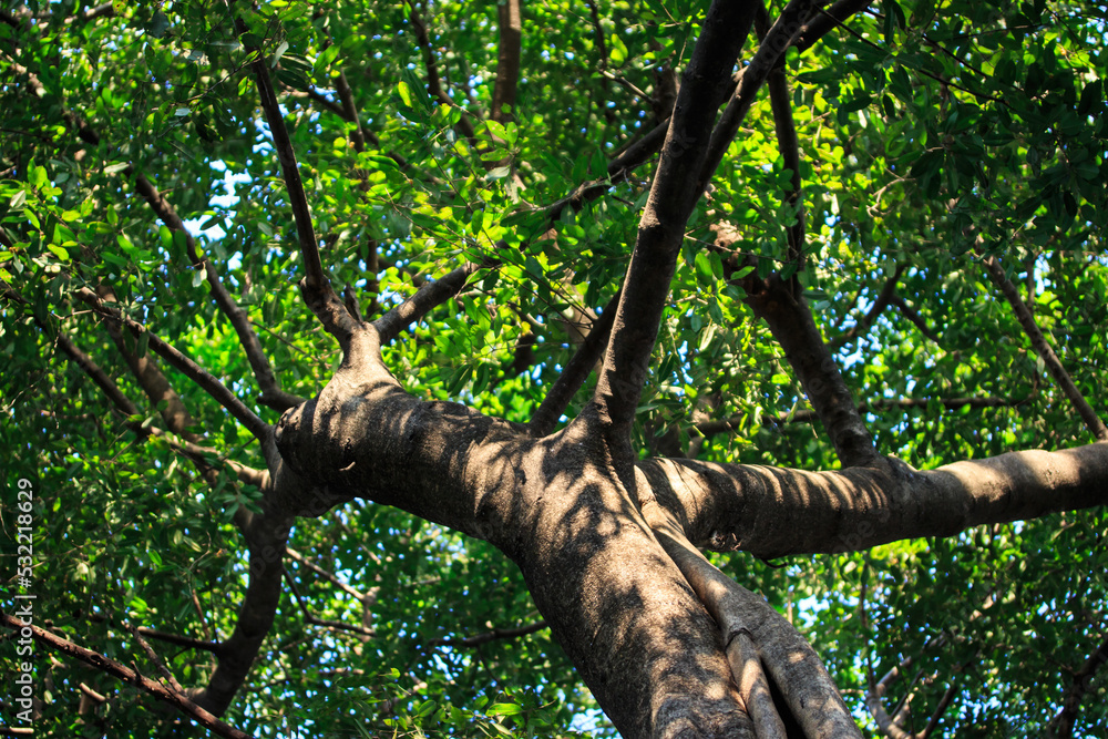 Fototapeta premium View under tree trunk and branch