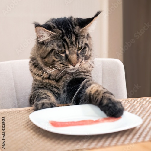 Maine coon cat stealing meat from the table sitting 