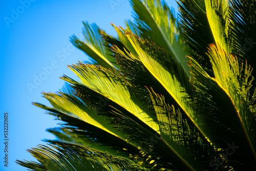 Sago palm (Cycas revoluta), sago cycad or Japanese sago palm, is a species of gymnosperm in the family Cycadaceae. Bright green leaflets growing in feather-like rosette with blue sky on a sunny day. photo