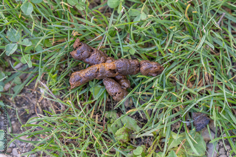 déjection canine, crotte de chien dans l'herbe déjection canine, crotte de chien dans l'herbe