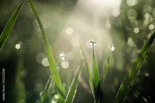 Grass with morning dew drops