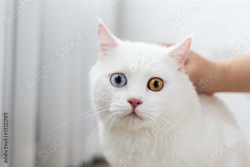 lovely white cat image with two color eyes at home