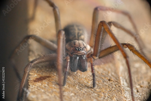 Female giant house spider eratigena atrica closeup