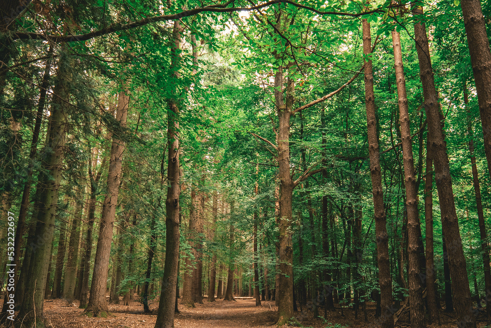 Obraz premium Tree pathway